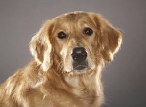 Differenza tra cani Golden Retriever e Labrador Retriever