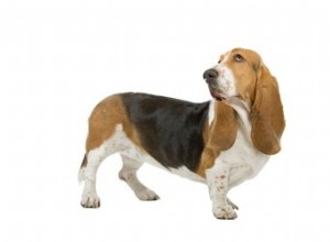 Come allevare Basset Hound a casa