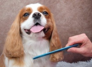 Come fare il bagno e la cura di un Cavalier King Charles Spaniel