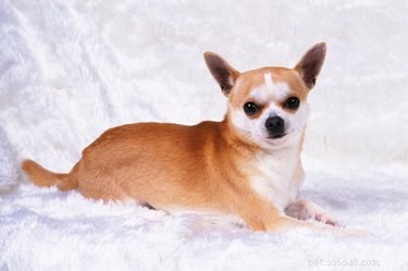 Types de mélanges Chihuahua