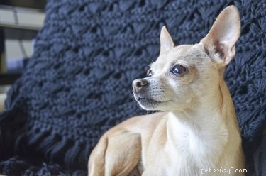 Hur man känner igen Chihuahuas i hjortstil