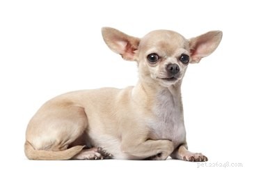 Hur man identifierar en Chihuahua