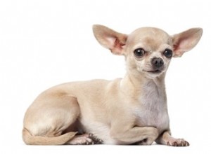 Como identificar um Chihuahua
