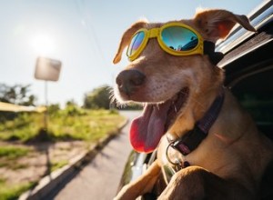 116 счастливых имен для счастливых собак