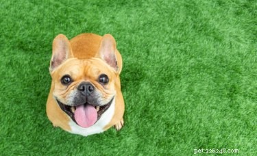 116 gelukkige namen voor gelukkige honden