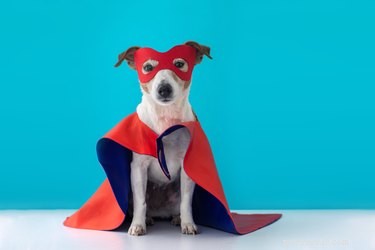 犬のための186のスーパーヒーローの名前 