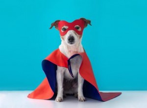 186 superheldennamen voor honden