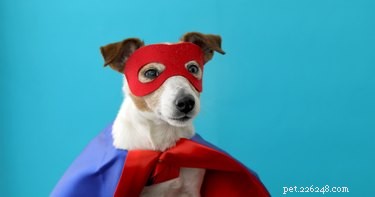 186 nomes de super-heróis para cães