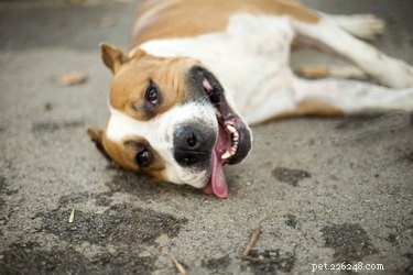 103 uitstekende namen voor bruine en witte honden