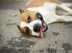103 uitstekende namen voor bruine en witte honden
