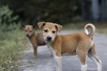 103 utmärkta namn för bruna och vita hundar