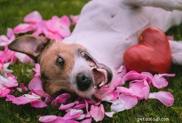 120 flirterige namen voor Casanova-honden