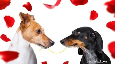 120 flirterige namen voor Casanova-honden