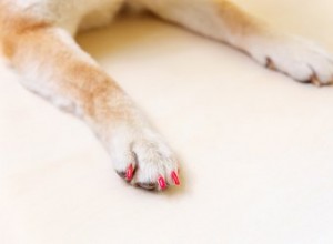 100 hondennamen geïnspireerd door nagellakkleuren