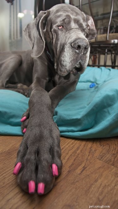 100 hondennamen geïnspireerd door nagellakkleuren