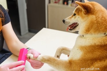 100 noms de chiens inspirés des couleurs de vernis à ongles