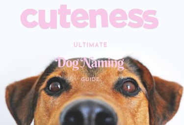 Den ultimata guiden till att namnge din hund