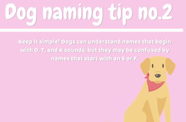 La guida definitiva per dare un nome al tuo cane