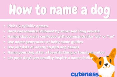 O guia definitivo para nomear seu cão