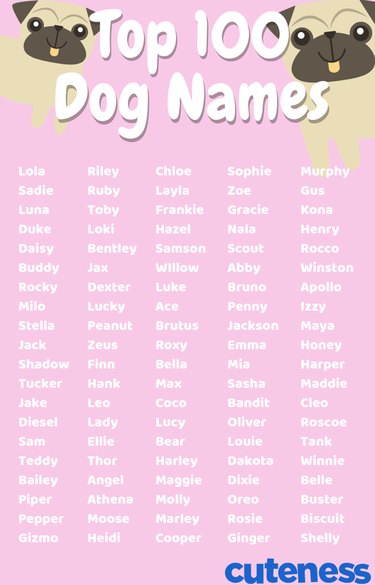 Nejlepší průvodce pojmenováním vašeho psa