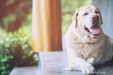 160 framstående namn för äldre hundar