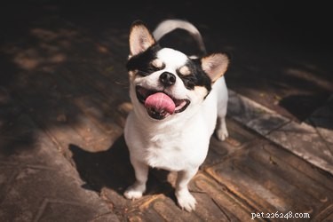 105 söta hundnamn inspirerade av godis