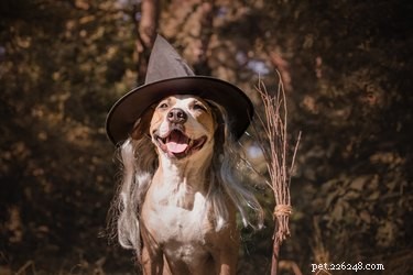 134 nomes de cachorros de Halloween
