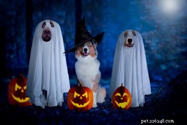 134 jmen halloweenských psů