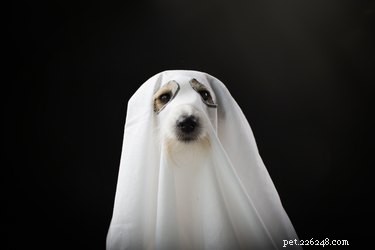 134 клички для собак на Хэллоуин
