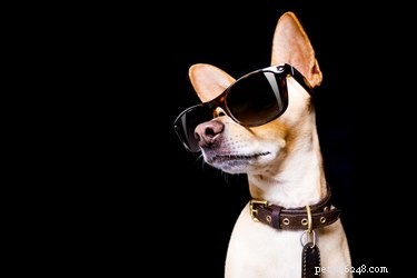 102 noms de pop star pour chiens