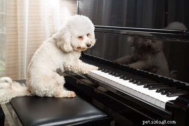 102 popstjärnor för hundar