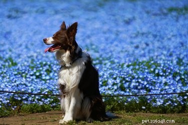 200 имен собак, вдохновленных цветами
