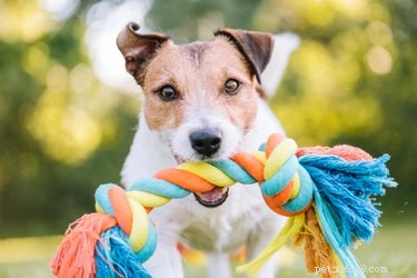 200 hundnamn inspirerade av färger