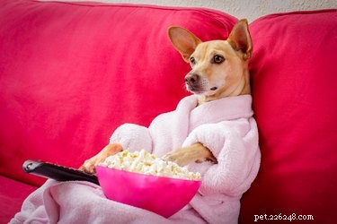 100 собачьих кличек для любителей Netflix