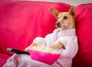 100 hondennamen voor de Netflix-nerd
