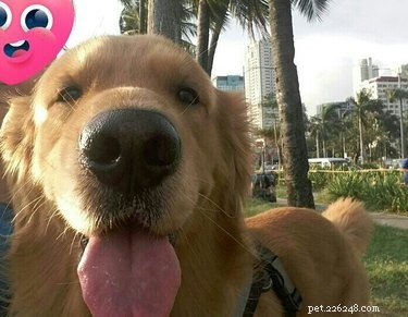 이 달에 소셜 미디어에서 본 가장 멋진 애완동물 이름 17개