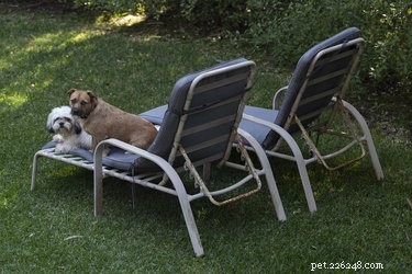 101 op de zomer geïnspireerde hondennamen