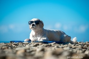 101 nomes de cães inspirados no verão