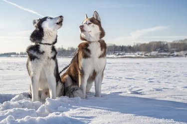 108 норвежских кличек собак
