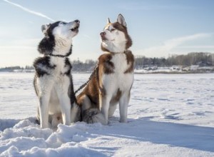 108 jmen norských psů