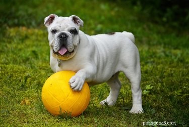 174 sportieve hondennamen