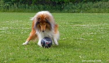 174 sportieve hondennamen