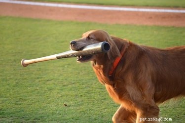 174 noms de chiens sportifs