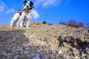 105 nomes de cães da montanha