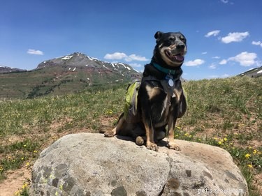 105 Mountain Dog Names