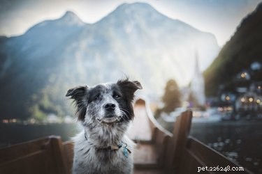 105 nomes de cães da montanha