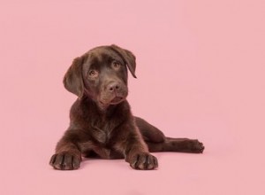 109 nomes de cachorros doces