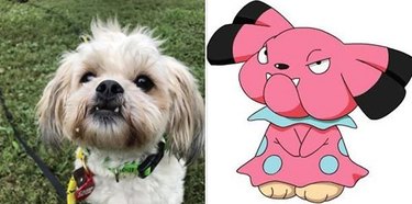 128 nomes de Pokémon para cães