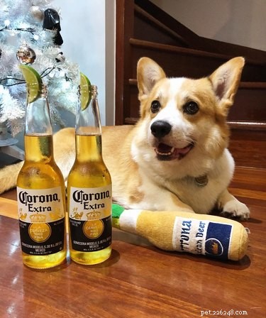 112 alkoholinspirerade hundnamn