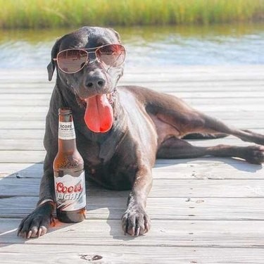 112 door alcohol geïnspireerde hondennamen